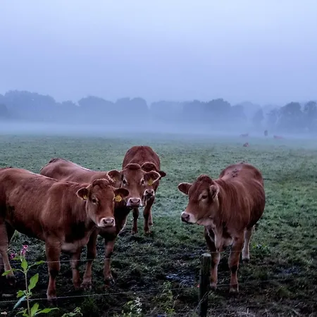 Het Findament Tiny House וילה