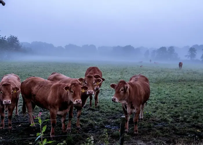 Het Findament Tiny House וילה